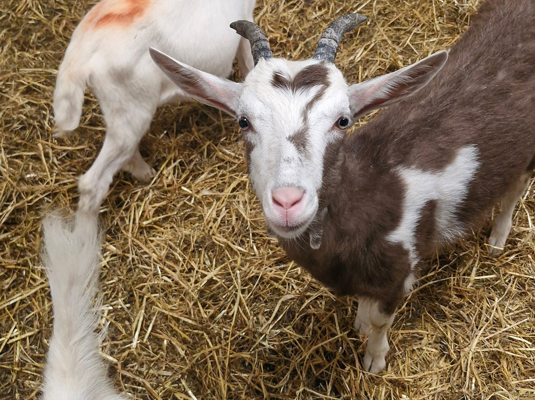Secret Valley Wildlife Park-韦克斯福德必去景点