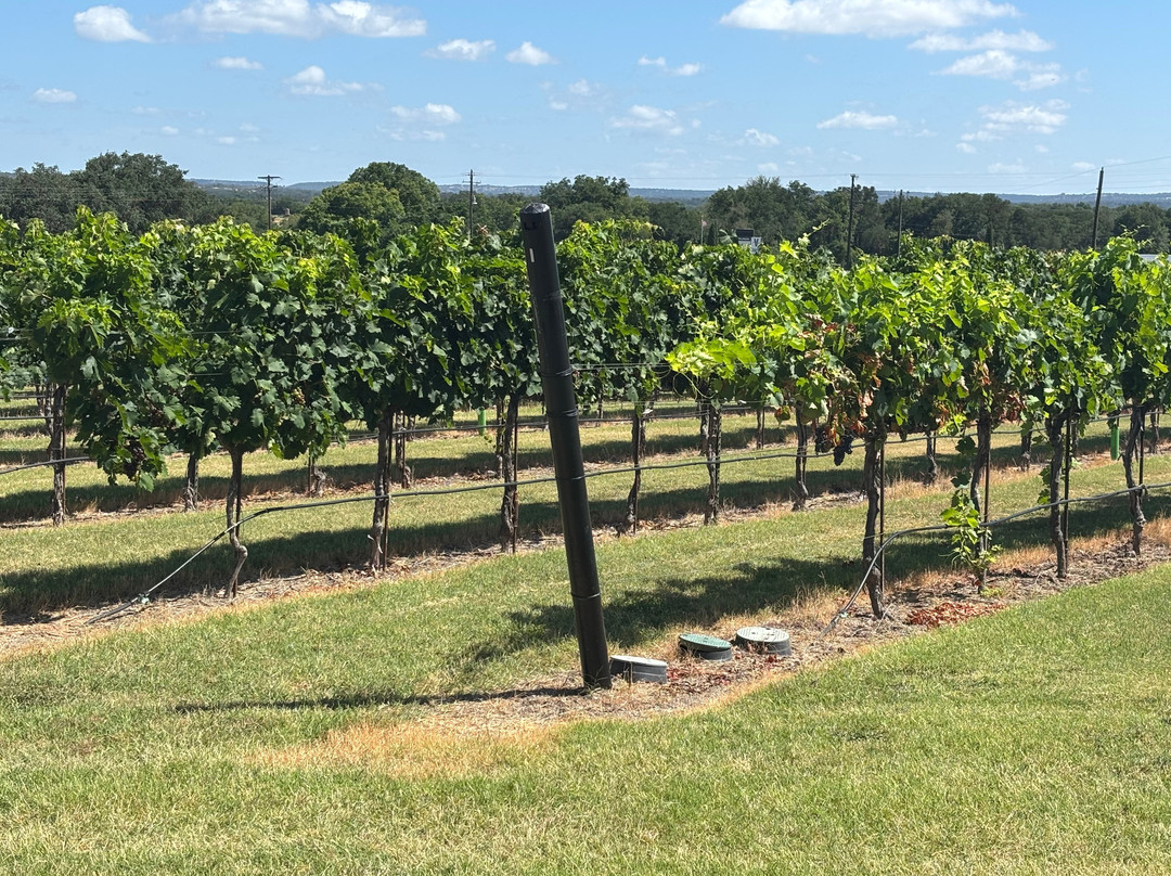 Grape Creek Vineyards Fredericksburg-弗雷德里克斯堡必去景点