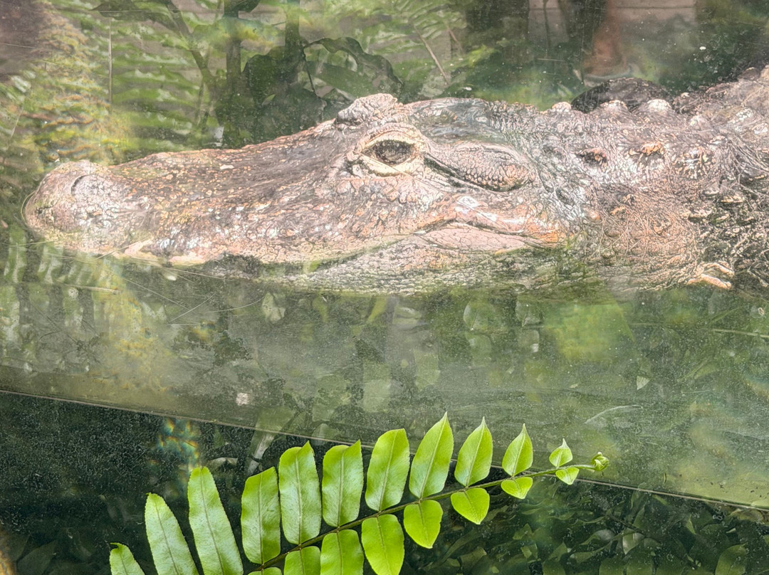 Cincinnati Zoo & Botanical Garden-辛辛那提必去景点