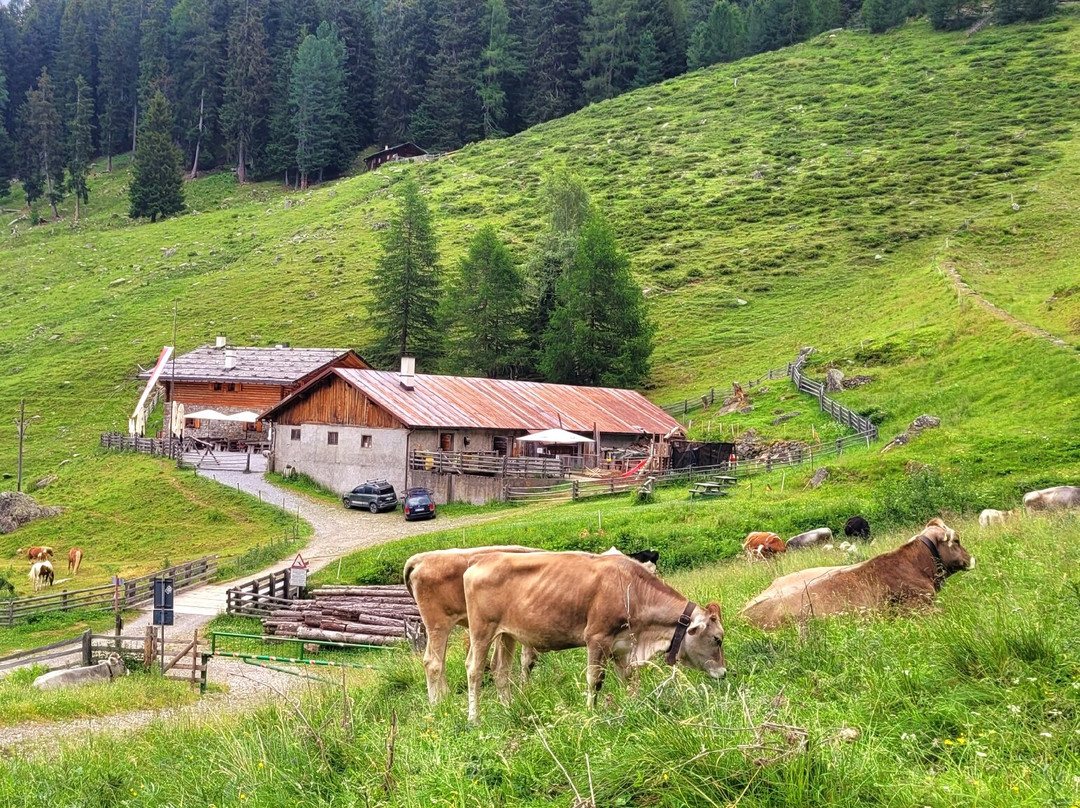 Latscher Alm