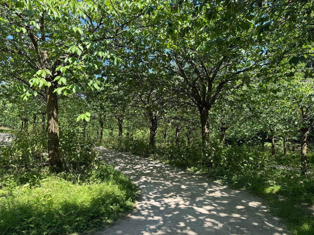 The Alnwick Garden-阿尼克必去景点