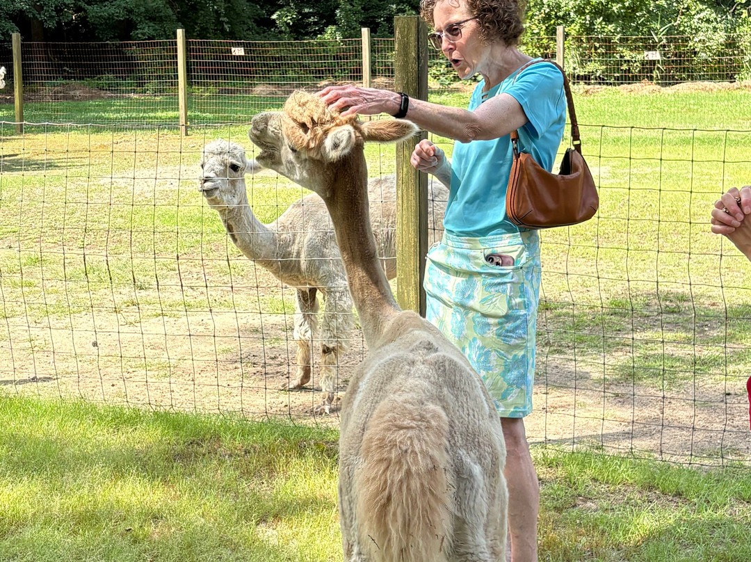 Jersey Shore Alpacas-开普梅必去景点