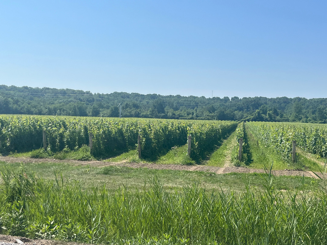 Château Des Charmes Winery-滨湖尼亚加拉必去景点