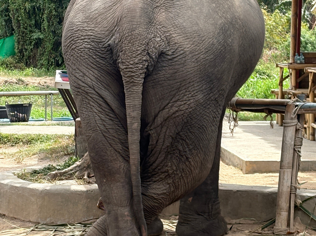I Love Elephant Samui-Na Mueang必去景点