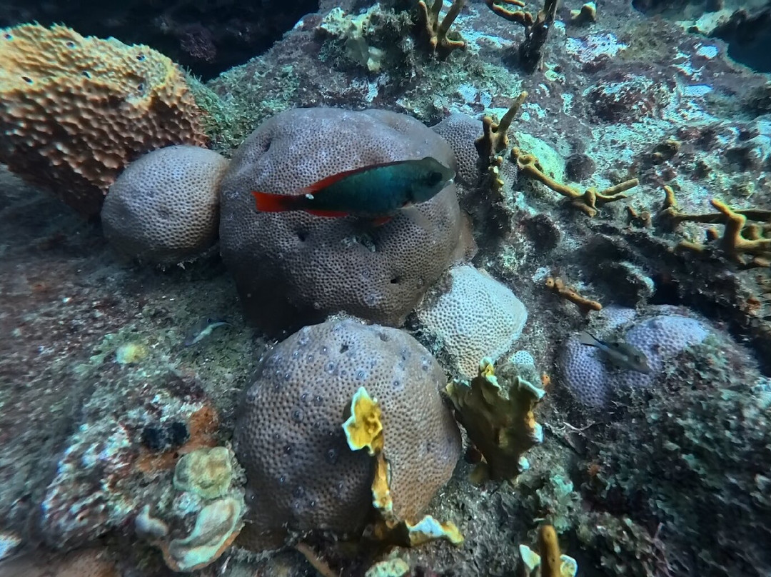 Nautilus Isla Fuerte-Isla Fuerte必去景点