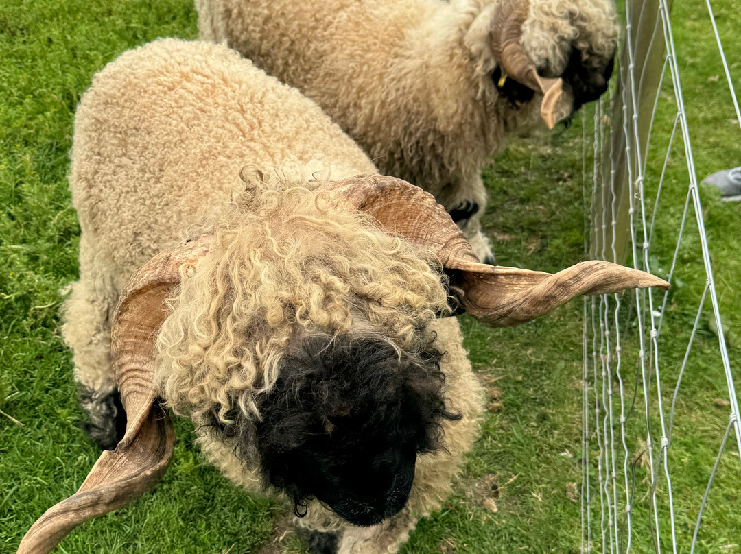 Balnuith Alpacas-敦提必去景点