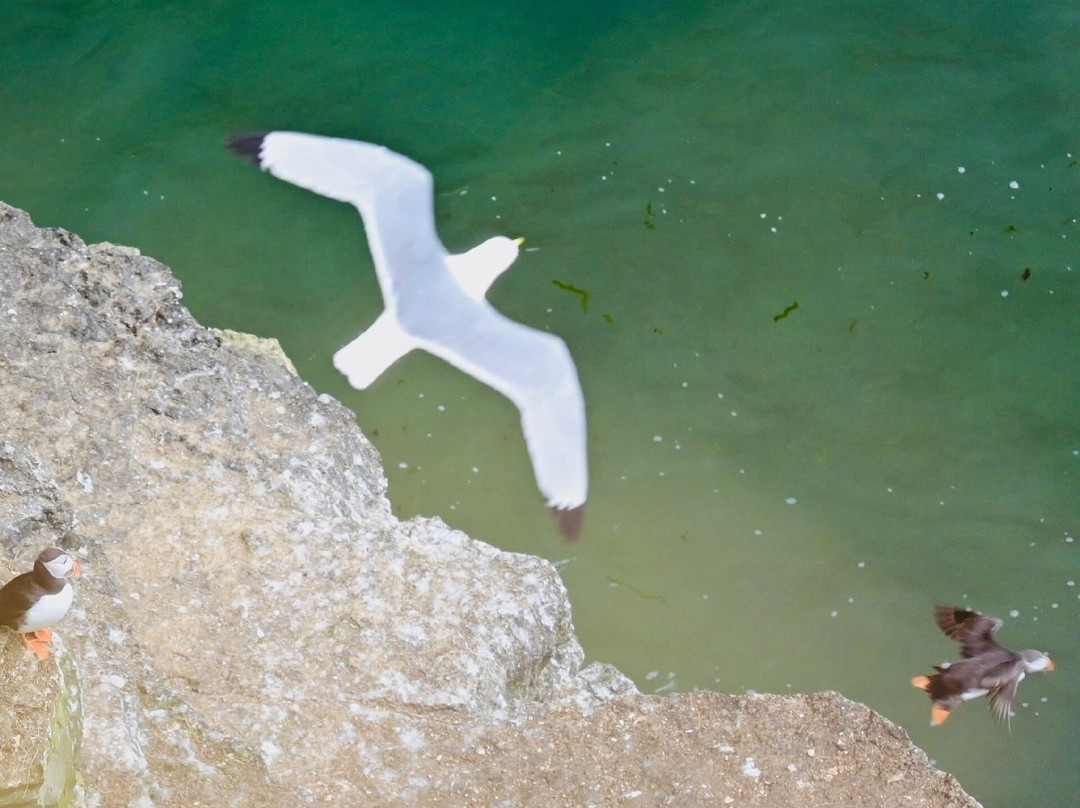 RSPB Bempton Cliffs-Bempton必去景点