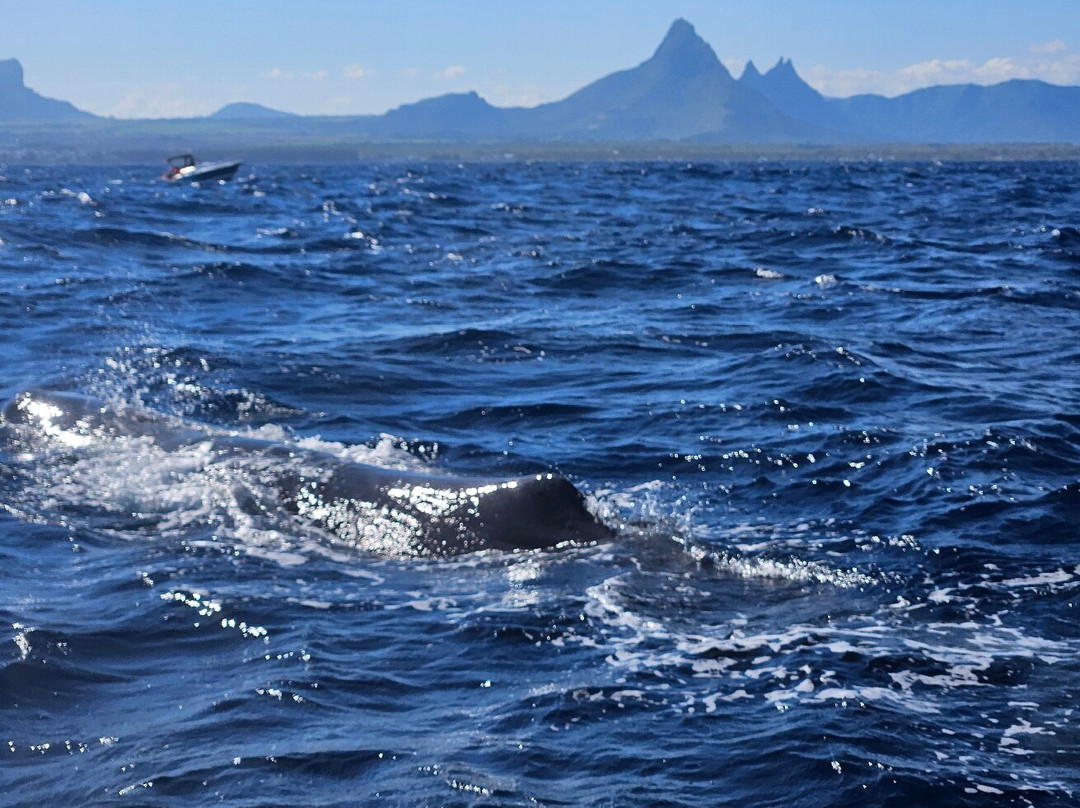 Vitamin Sea Mauritius-黑河必去景点