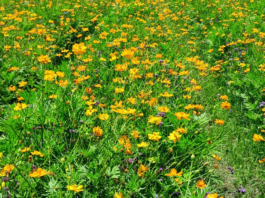 Hokkaido Flower Park