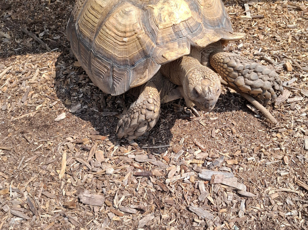SPCA Petting Zoo-纽波特纽斯必去景点