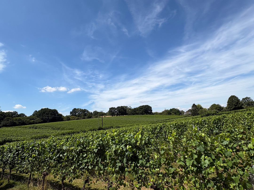 English Oak Vineyard-Lytchett Matravers必去景点