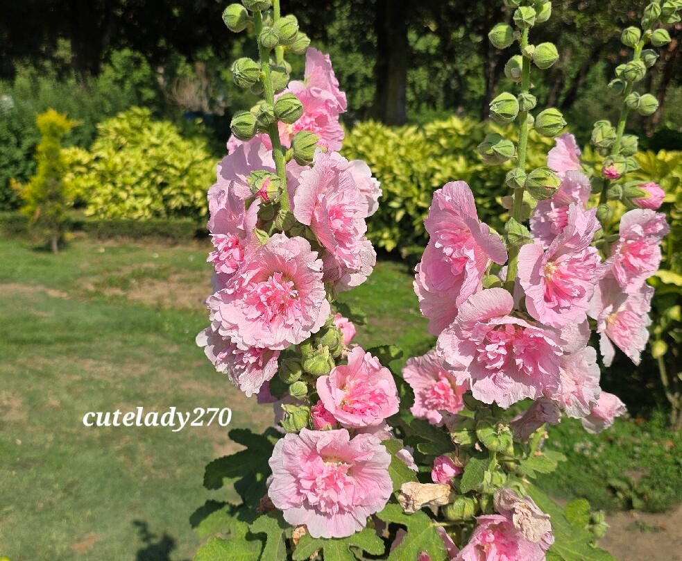 Nishat Garden-斯利那加必去景点