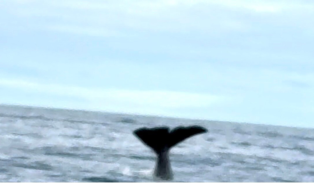 Whale2Sea-Andenes必去景点