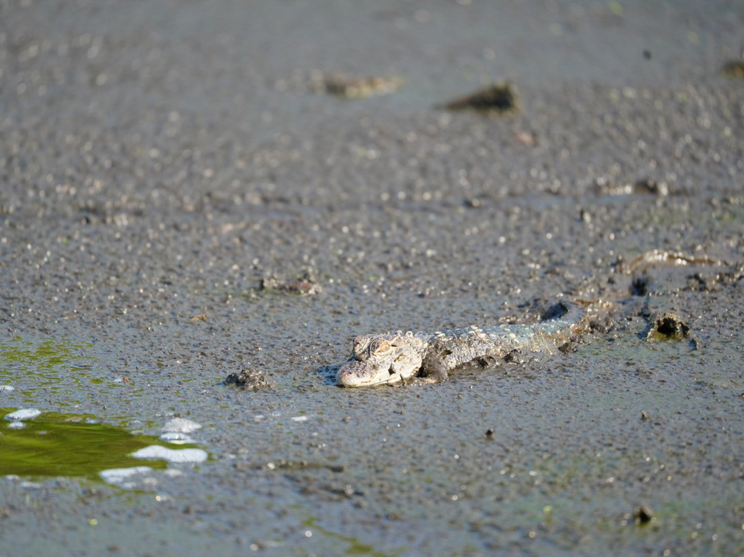 Airboat and Gator Charters-De Leon Springs必去景点