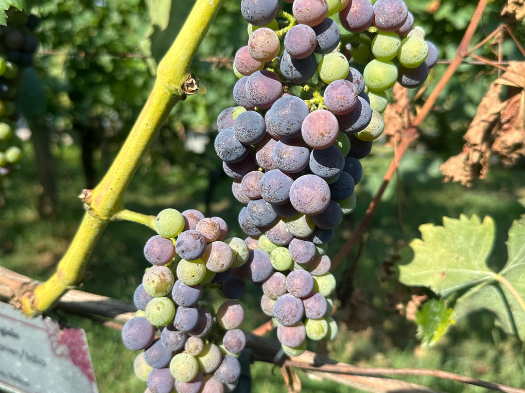 Lieselehof-Caldaro sulla Strada del Vino必去景点