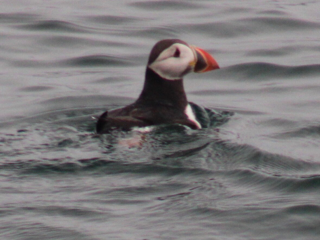 Pembrokeshire Islands Boat Trips-Marloes必去景点