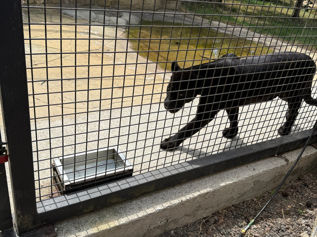 The Big Cat Sanctuary-Smarden必去景点