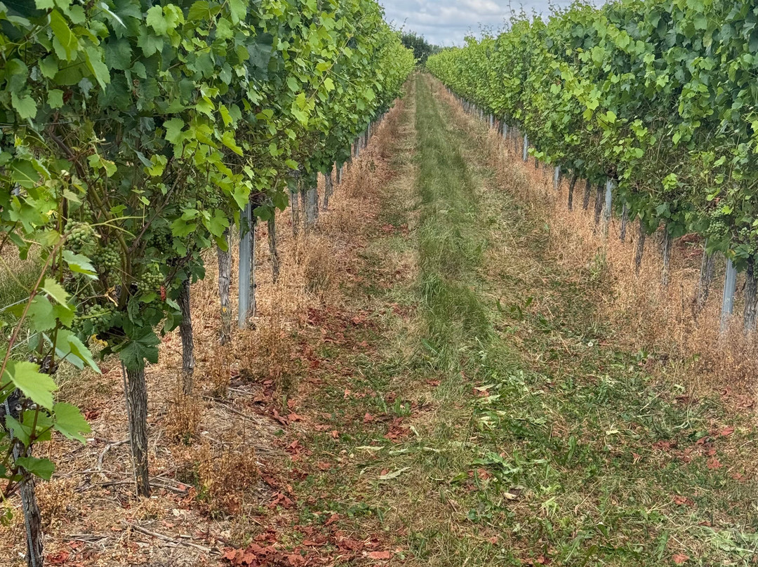 Langham Wine Estate Vineyard-多切斯特必去景点