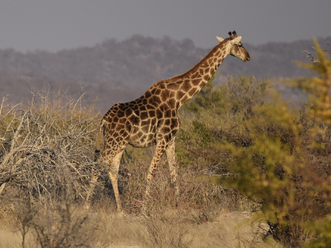 Born in Etosha Self-Drive Private Tours-Okaukuejo必去景点