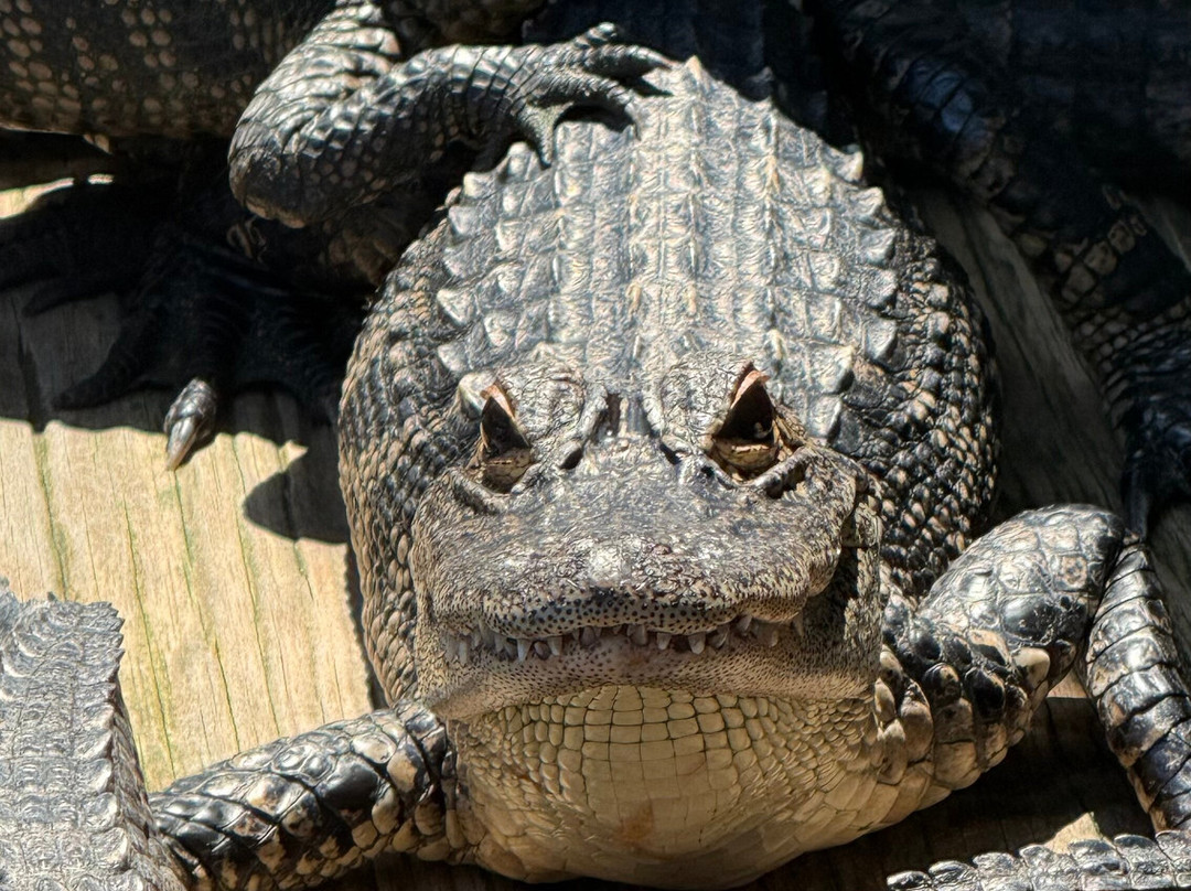 Alligator Adventure-美特尔海滩必去景点