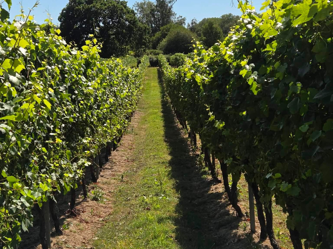 English Oak Vineyard-Lytchett Matravers必去景点