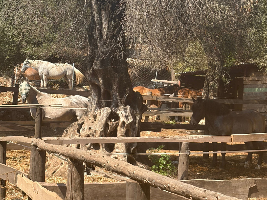 North Corfu Horses-Peritheia必去景点