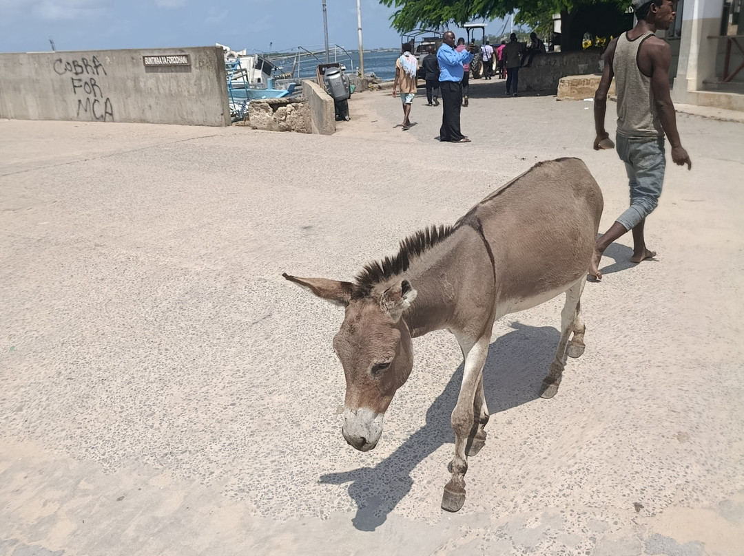 Lamu Outdoor Tour-Lamu必去景点