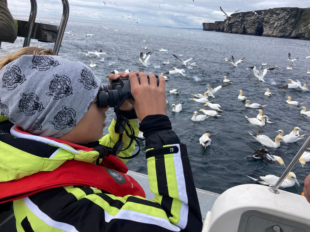 Shetland Seabird Tours - The Noss Boat-Lerwick必去景点