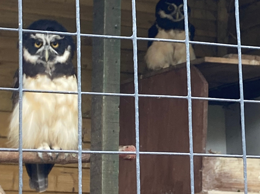 Cheshire Falconry-Northwich必去景点