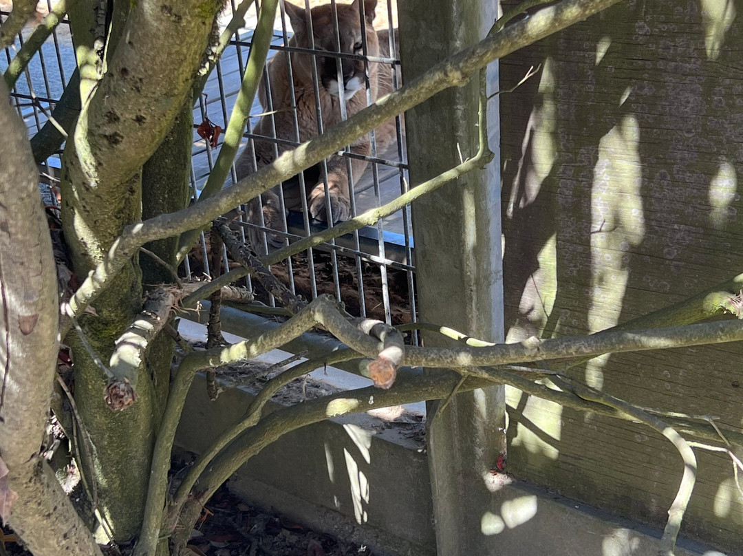 Cougar Mountain Zoo-伊瑟阔必去景点