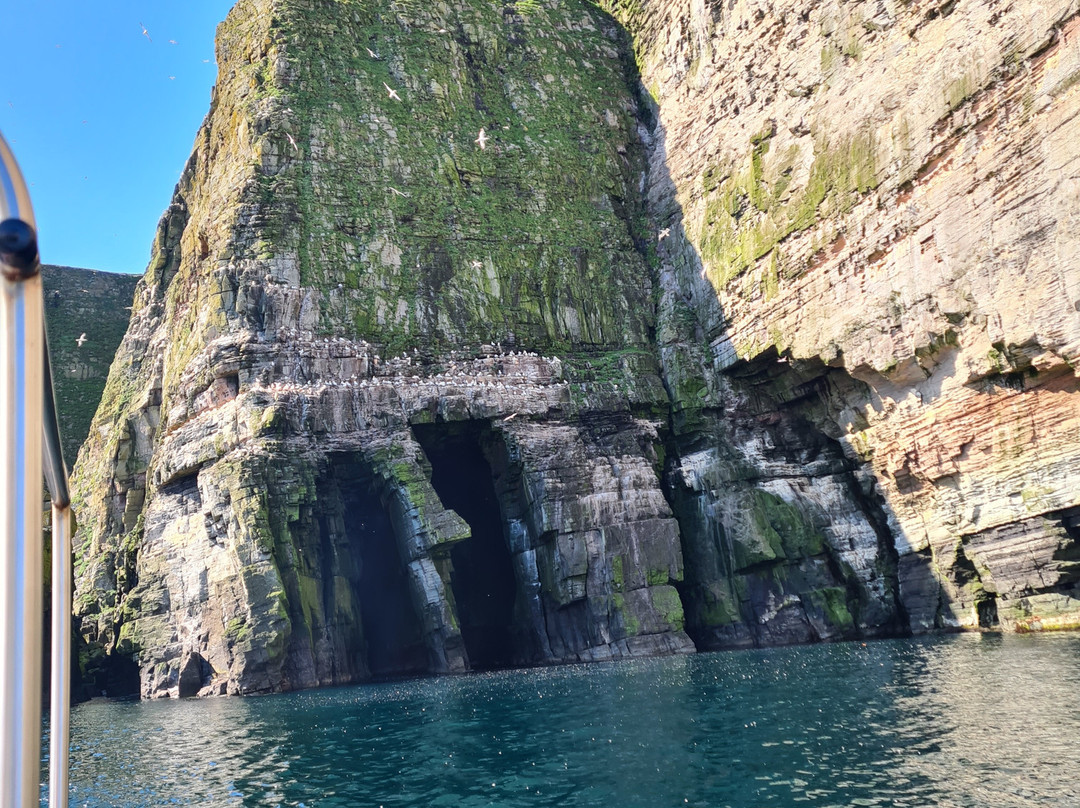 Seabirds and Seals - The Original Noss Boat Tours-Lerwick必去景点