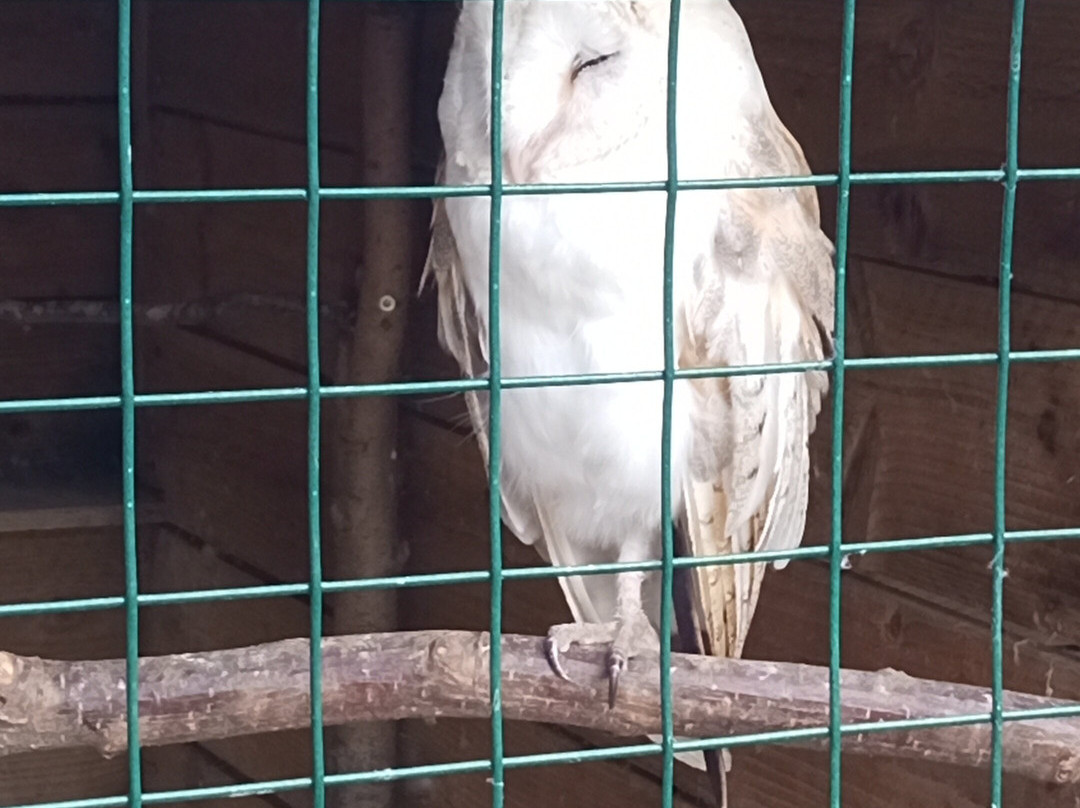 Gauntlet Birds Of Prey-纳茨福德必去景点