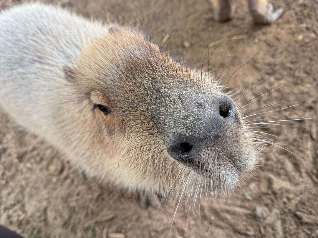 Millets Farm Falconry Centre-弗里福德希斯必去景点