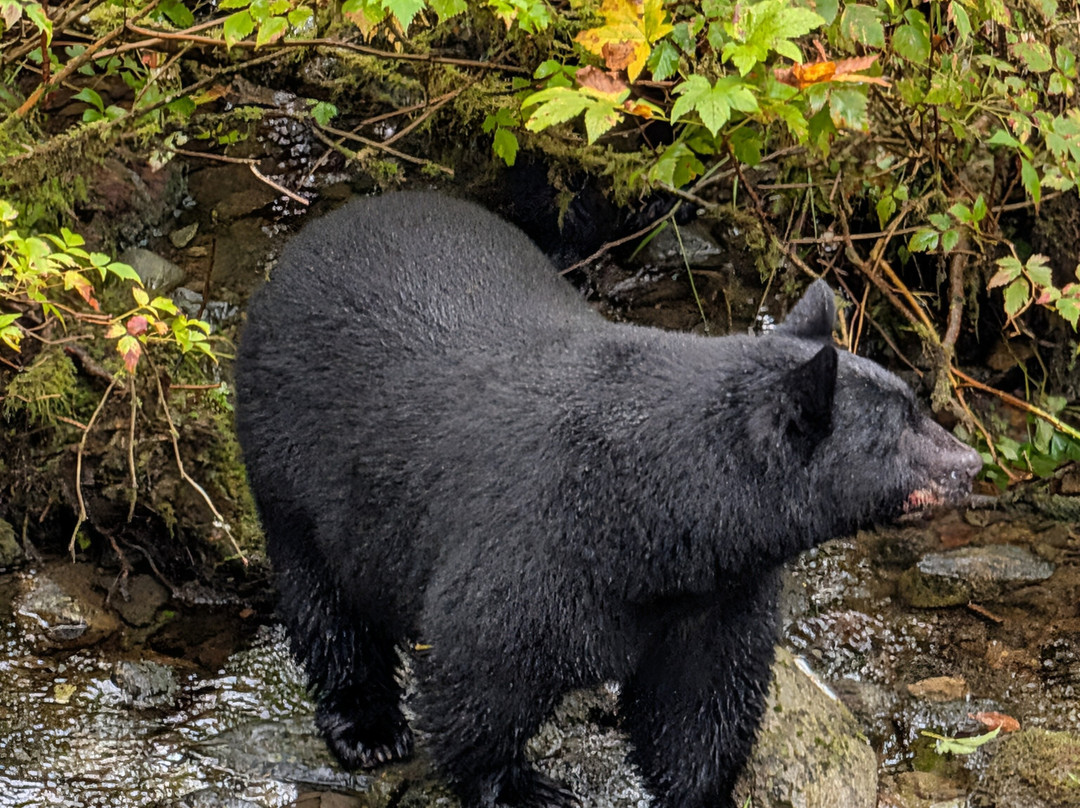 Alaska Rainforest Sanctuary-凯奇坎必去景点