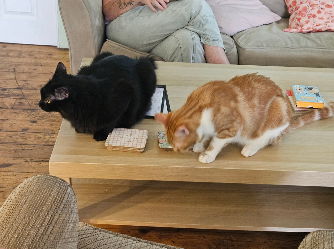 Nelson's Cat Cafe
