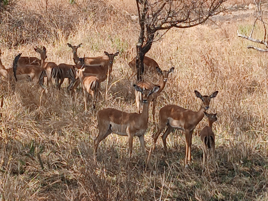 Shemeji Safari-阿鲁沙必去景点