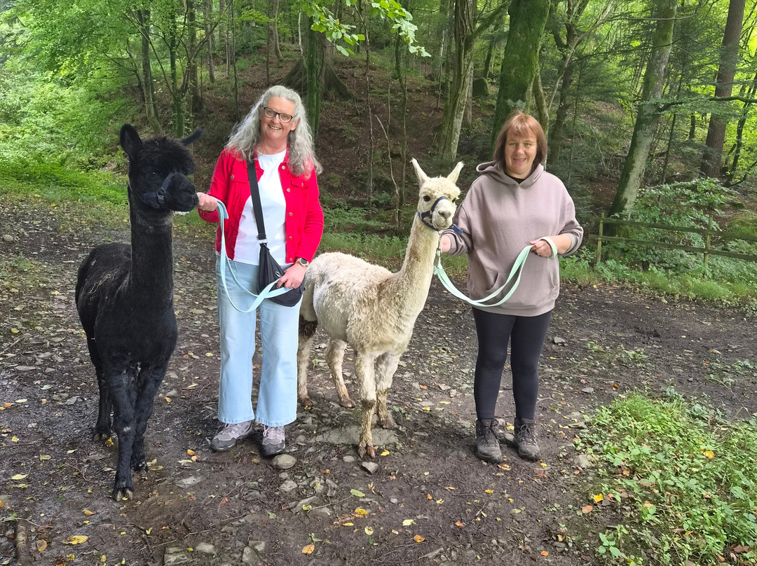 Hebbs Alpacas-Canonbie必去景点