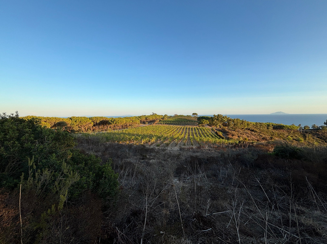 CANTINA Tenuta delle Ripalte-Capoliveri必去景点