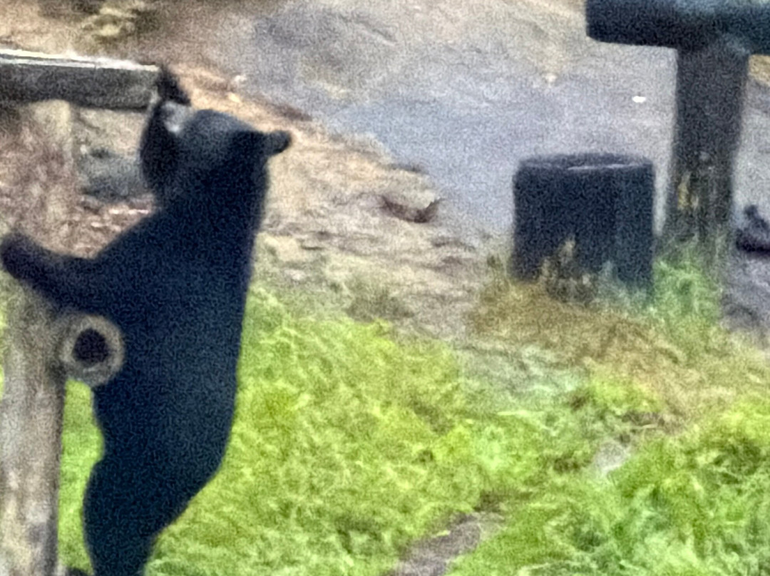 Observation de l'Ours Noir-Sacré-Coeur-Saguenay必去景点