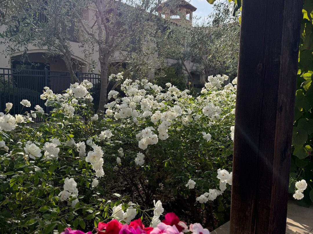 纳帕谷小屋酒店主图