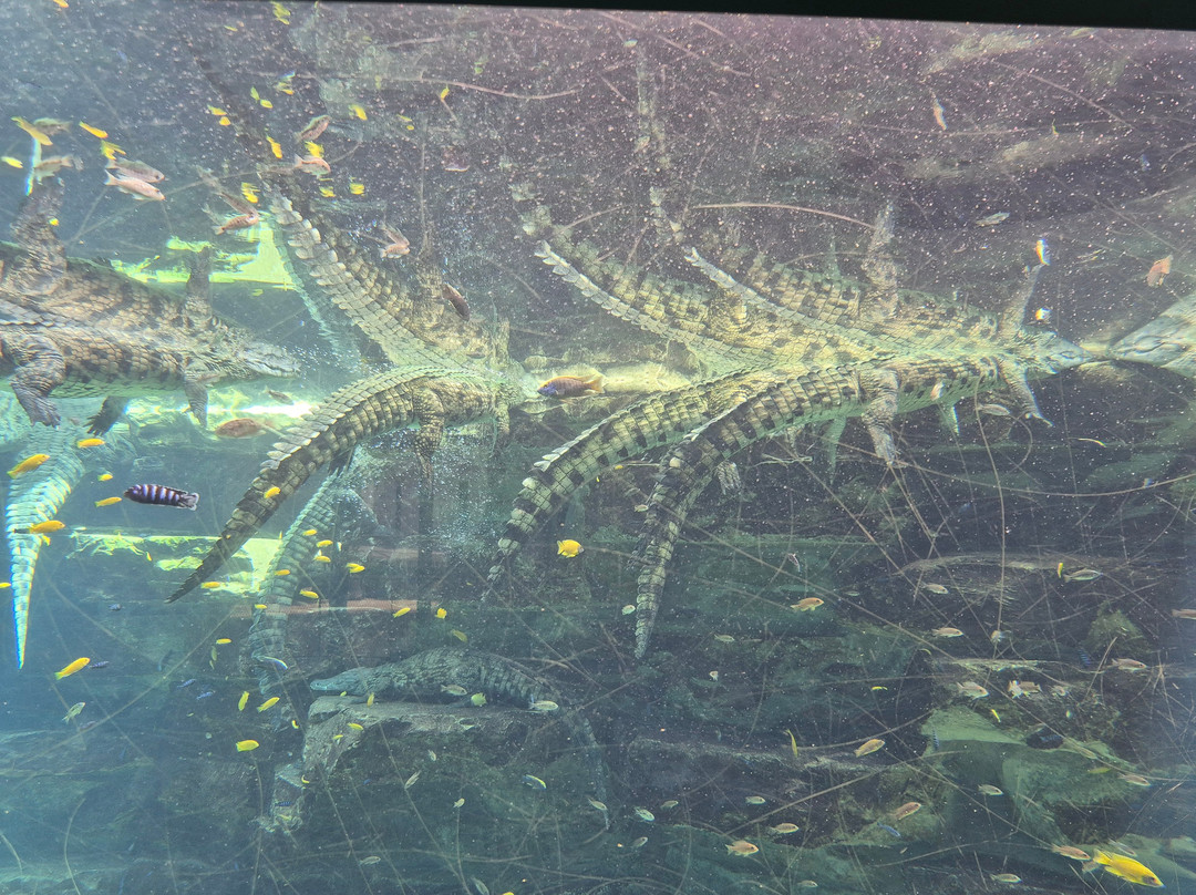 Dubai Crocodile Park-迪拜必去景点