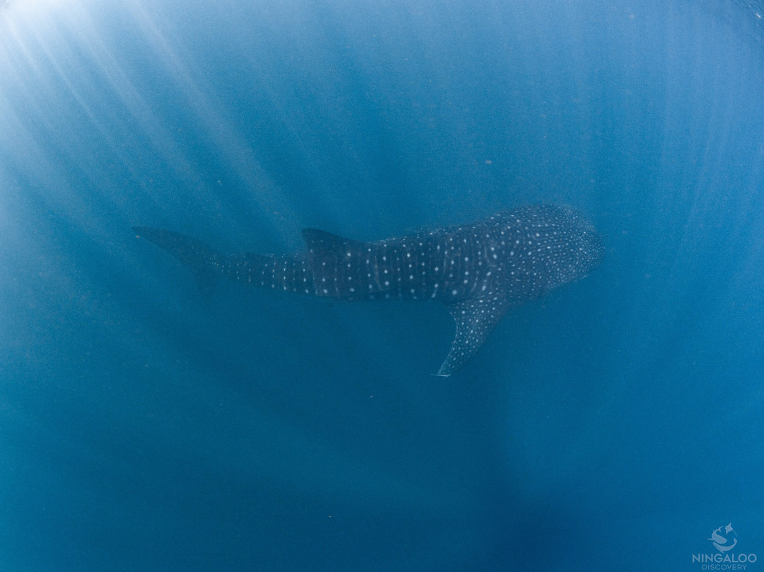 Ningaloo Discovery Whale Shark Tours-埃克斯茅斯必去景点