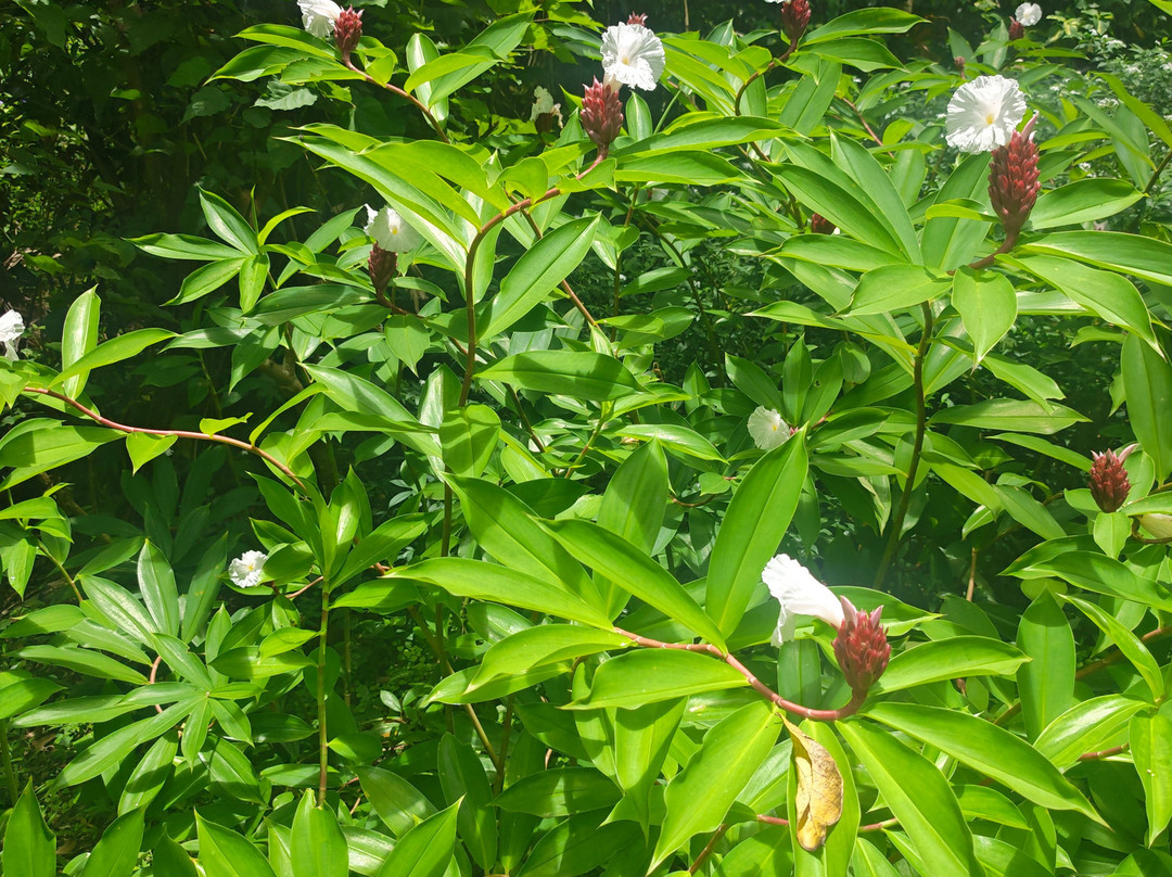 Flower Forest-Saint Thomas Parish必去景点
