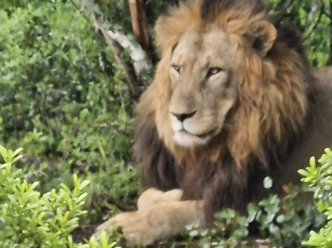 Lalibela Wildlife Reserve - Kichaka Lodge主图