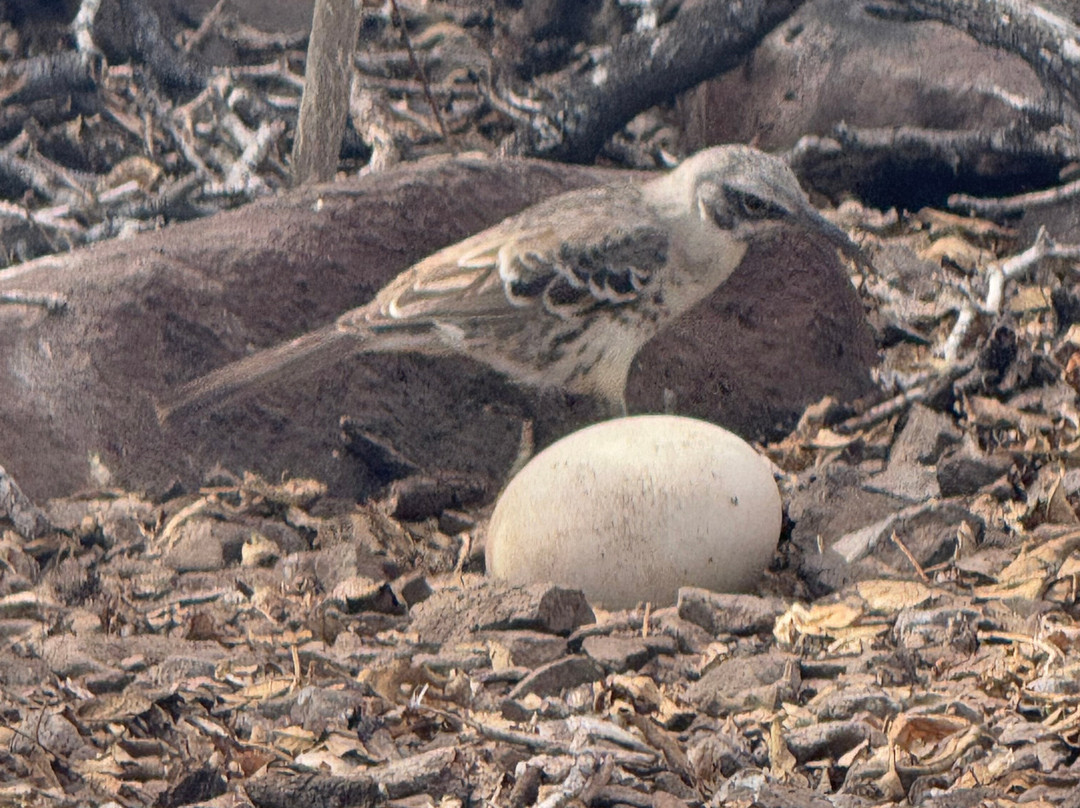 Cruise In Galapagos-阿约拉港必去景点
