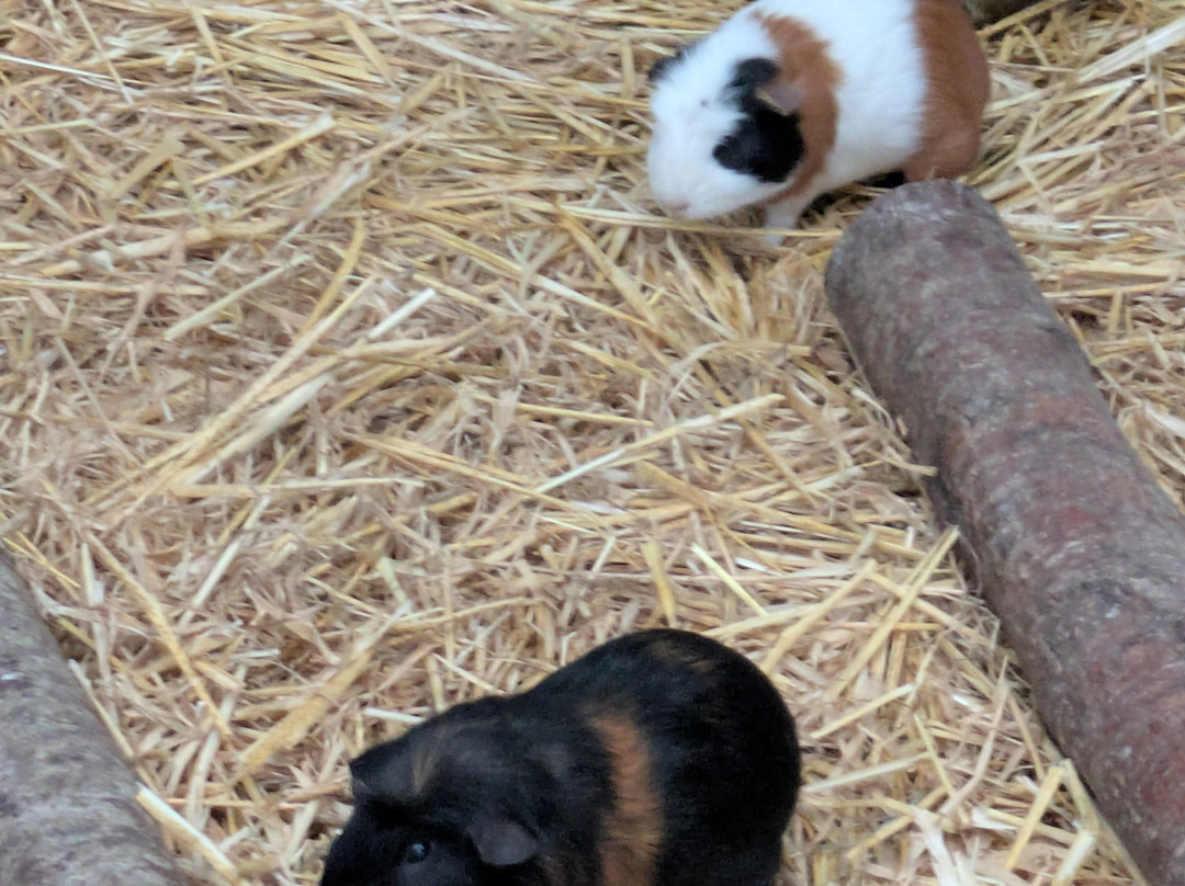 Godstone Farm & Play Barn-Godstone必去景点