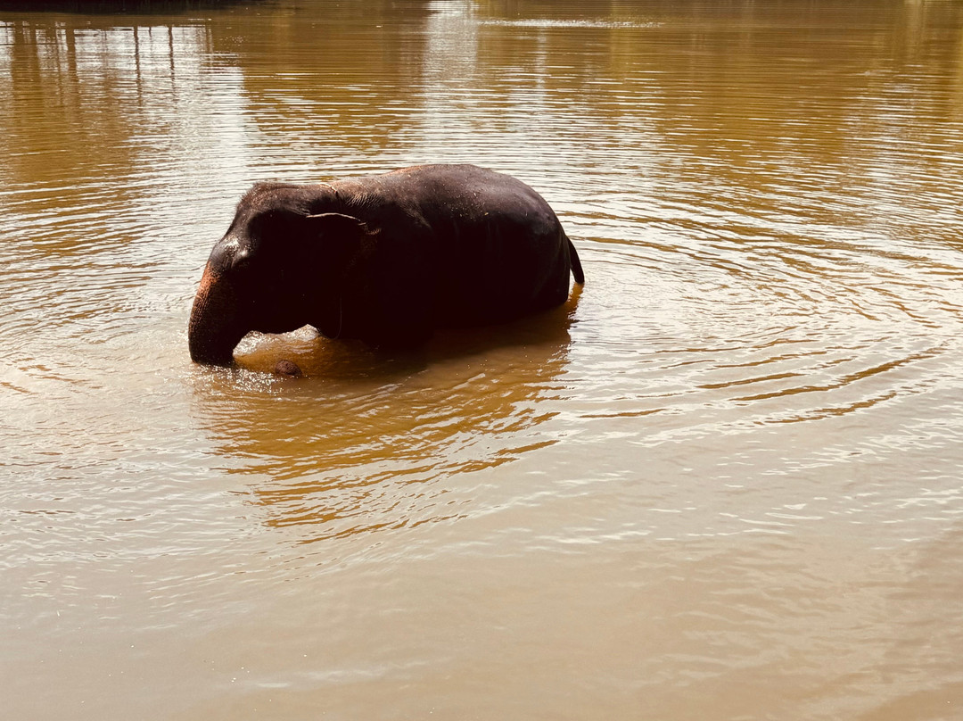 The Lake Phuket Elephant Home-Thep Krasatti必去景点