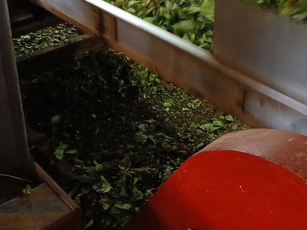 Orange Field Tea Factory-Gampola必去景点