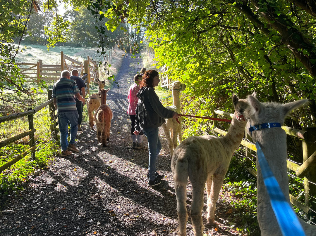 Popham Farm Alpaca Trekking-索尔塔什必去景点
