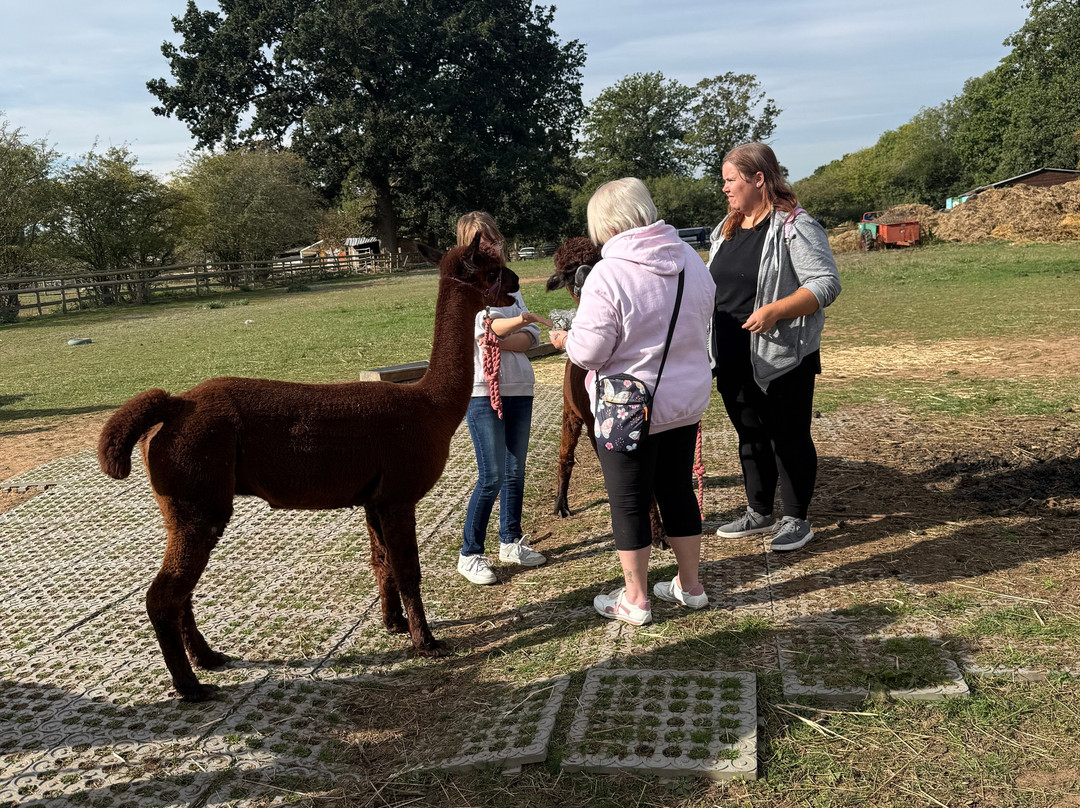 Lucky Tails Alpaca Farm-Atherstone必去景点